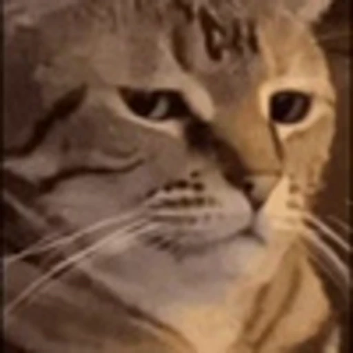 😶 Эмодзи «Cute Cats part 2Милые котики часть 2» для Telegram