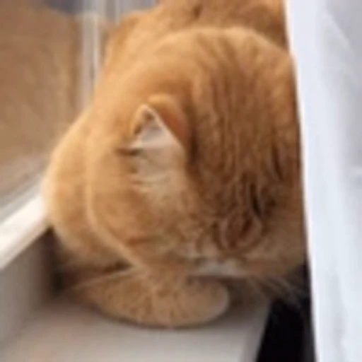 ☺️ Эмодзи «Cute Cats part 2Милые котики часть 2» для Telegram