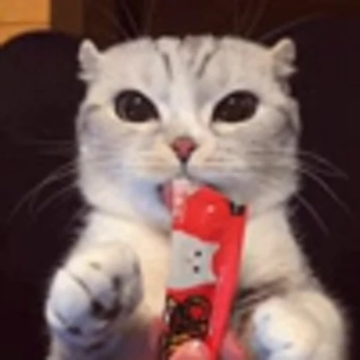 🤤 Эмодзи «Cute Cats part 2Милые котики часть 2» для Telegram