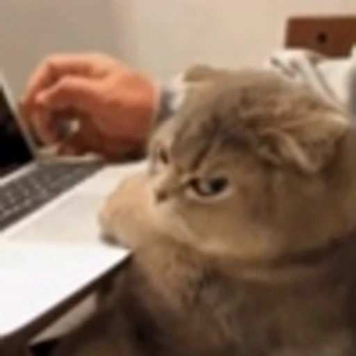 Стикерпак Cute Cats part 2Милые котики часть 2 для Telegram