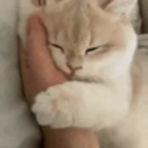 ☺️ Эмодзи «Cute Cats part 2Милые котики часть 2» для Telegram