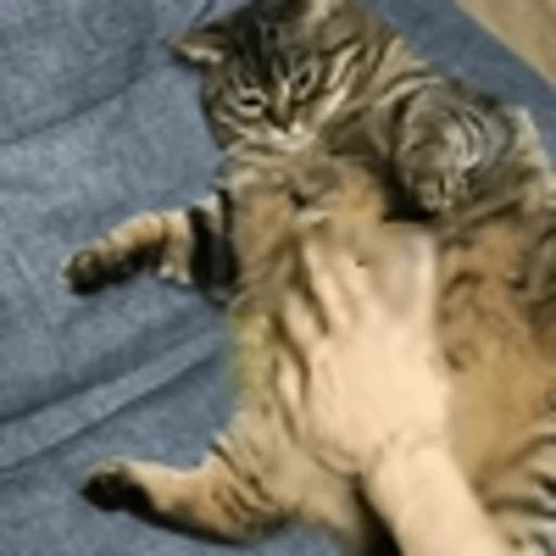 🥰 Эмодзи «Cute Cats part 2Милые котики часть 2» для Telegram