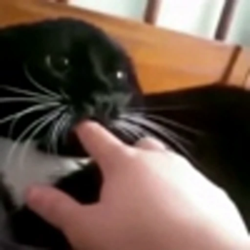 🔥 Эмодзи «Cute Cats part 2Милые котики часть 2» для Telegram