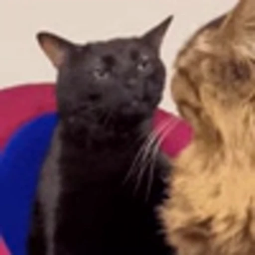 😤 Эмодзи «Cute Cats part 2Милые котики часть 2» для Telegram