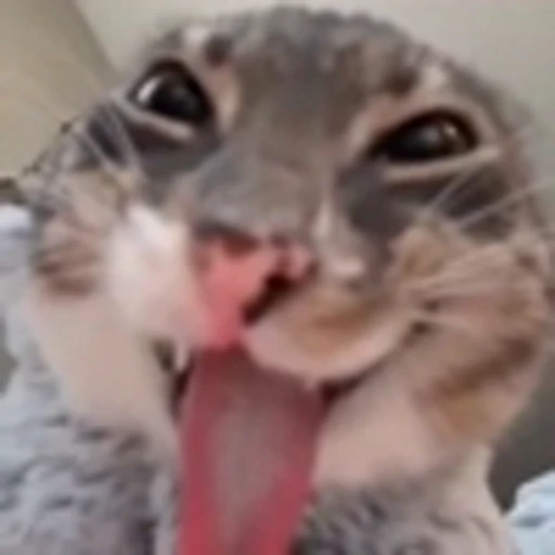 😋 Эмодзи «Cute Cats part 2Милые котики часть 2» для Telegram