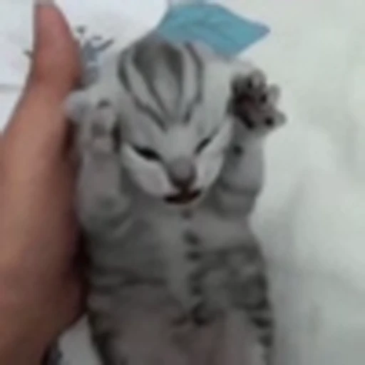😣 Эмодзи «Cute Cats part 2Милые котики часть 2» для Telegram