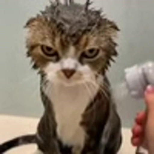 😤 Эмодзи «Cute Cats part 2Милые котики часть 2» для Telegram