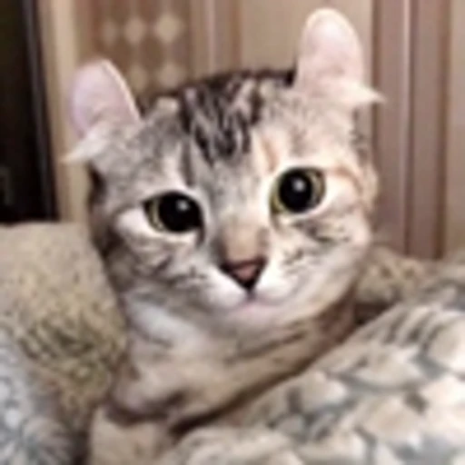 😍 Эмодзи «Cute Cats part 2Милые котики часть 2» для Telegram