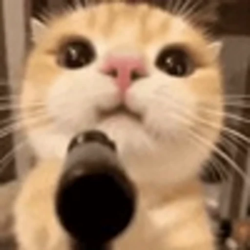 🔫 Эмодзи «Cute Cats part 2Милые котики часть 2» для Telegram