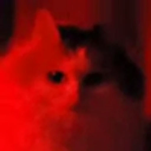 😈 Эмодзи «Cute Cats part 2Милые котики часть 2» для Telegram