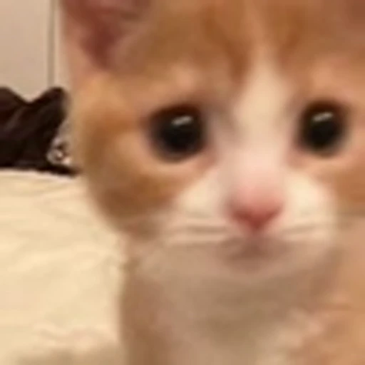 😯 Эмодзи «Cute Cats part 2Милые котики часть 2» для Telegram