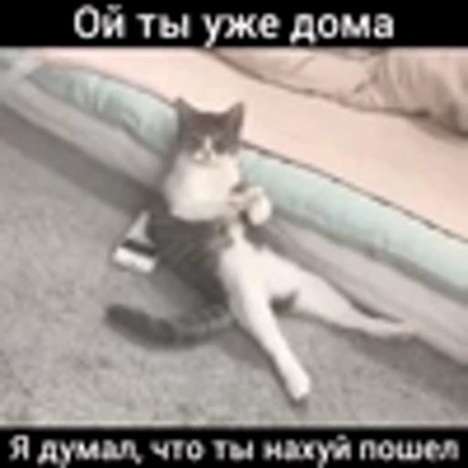 😵‍💫 Эмодзи «Cute Cats part 2Милые котики часть 2» для Telegram