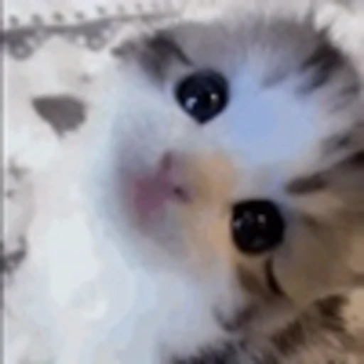 ☺️ Эмодзи «Cute Cats part 2Милые котики часть 2» для Telegram