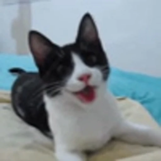 😈 Эмодзи «Cute Cats part 2Милые котики часть 2» для Telegram