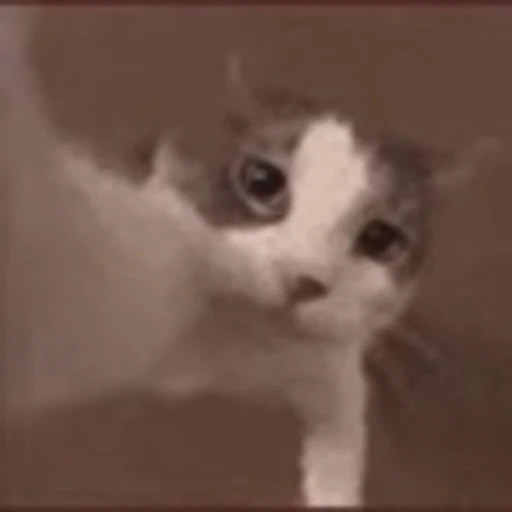 😍 Эмодзи «Cute Cats part 2Милые котики часть 2» для Telegram