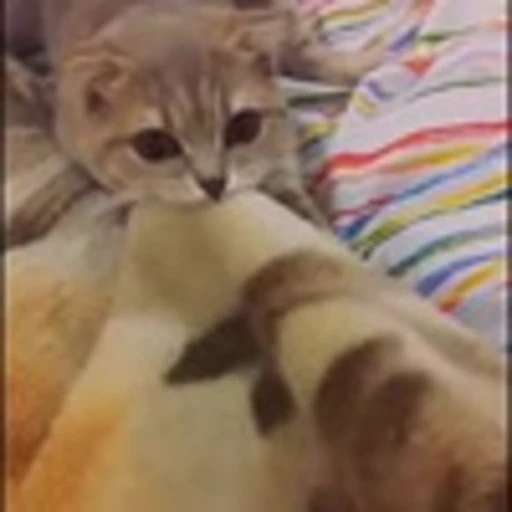 🤨 Эмодзи «Cute Cats part 2Милые котики часть 2» для Telegram