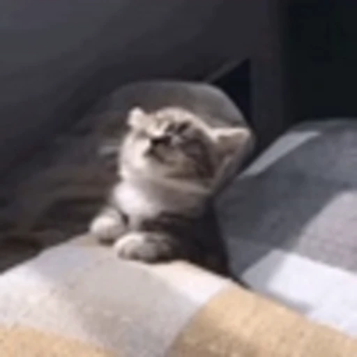 🥱 Эмодзи «Cute Cats part 2Милые котики часть 2» для Telegram