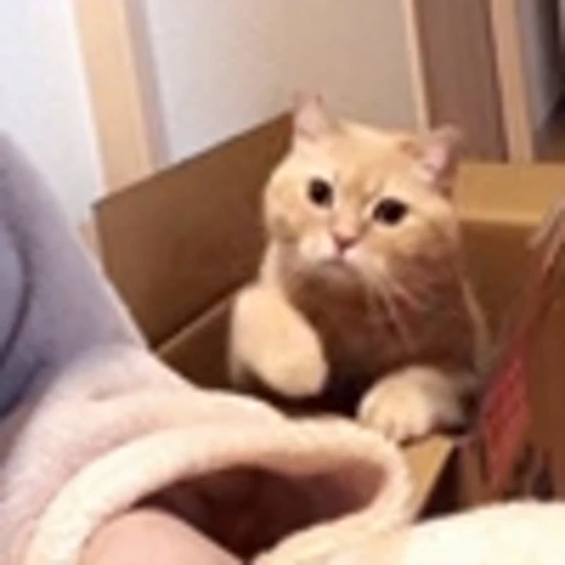 ❤️ Эмодзи «Cute Cats part 2Милые котики часть 2» для Telegram
