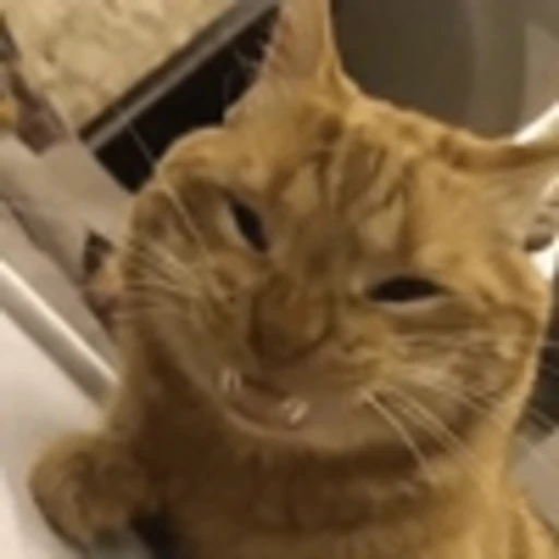 😃 Эмодзи «Cute Cats part 2Милые котики часть 2» для Telegram