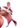 Стикер 59 ..᱙` dan heng -