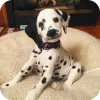 Стикер 12 Dalmatian