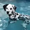 Обложка набора Dalmatian