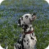 Стикер 7 Dalmatian