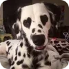 Стикер 25 Dalmatian