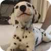 Стикер 15 Dalmatian
