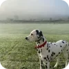 Стикер 22 Dalmatian