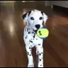 Стикер 5 Dalmatian