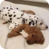 Стикер 9 Dalmatian