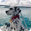 Стикер 6 Dalmatian