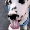 Стикер 3 Dalmatian