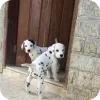 Стикер 24 Dalmatian