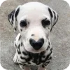 Стикер 17 Dalmatian