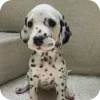 Стикер 10 Dalmatian