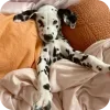 Стикер 21 Dalmatian