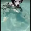 Стикер 2 Dalmatian