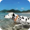 Стикер 19 Dalmatian