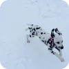 Стикер 11 Dalmatian