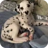 Стикер 16 Dalmatian