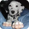 Стикер 20 Dalmatian