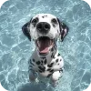Стикер 14 Dalmatian