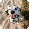Стикер 8 Dalmatian