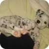 Стикер 27 Dalmatian