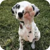 Стикер 23 Dalmatian