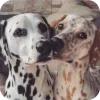 Стикер 18 Dalmatian