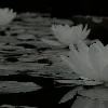 🐉 Эмодзи «〣 ₊ ੭੭» для Telegram