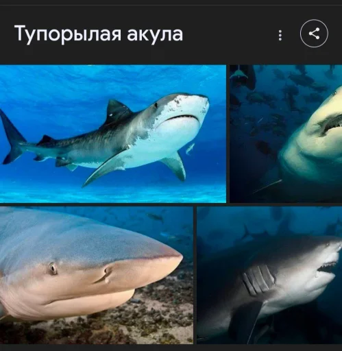 🤩 Стикер «Dangerlyoha aka ШАРФ» для Telegram